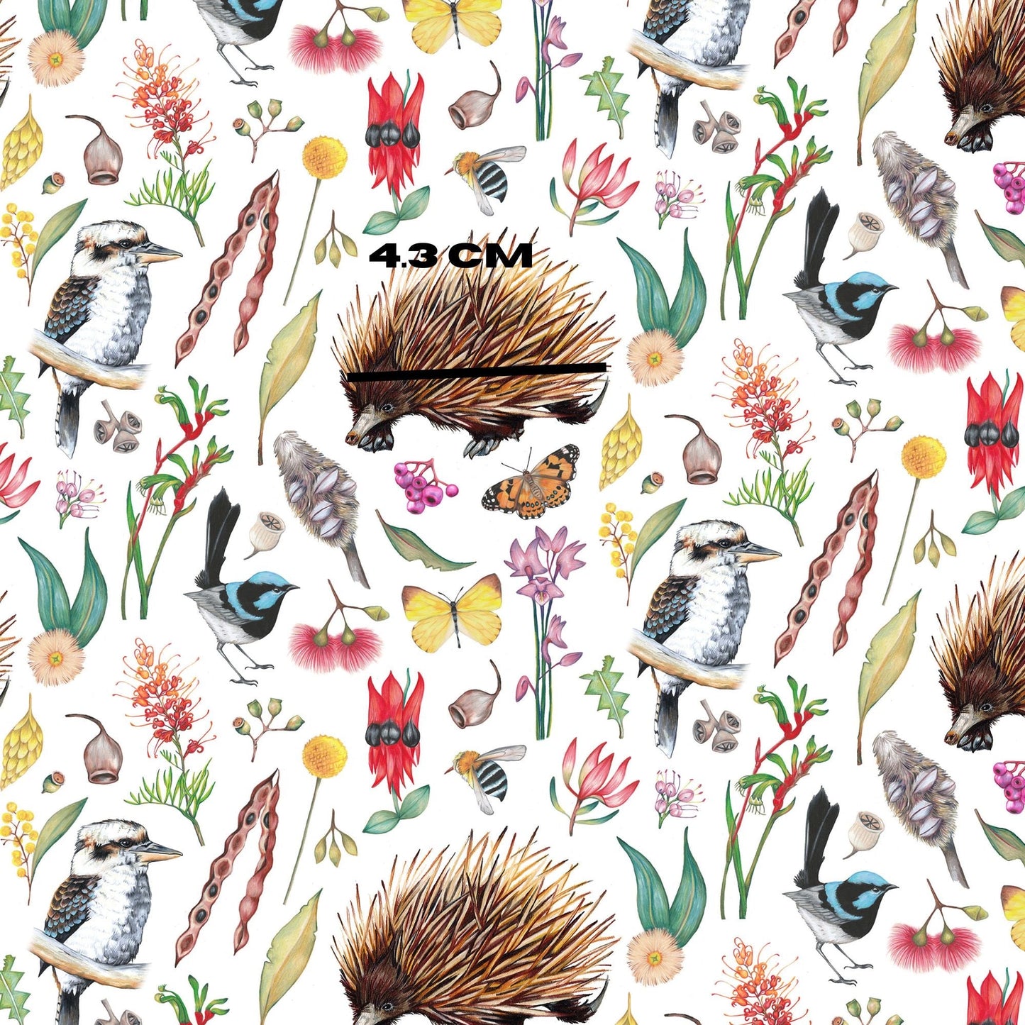 Echidna - white