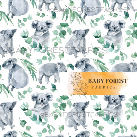 Eucalyptus koala