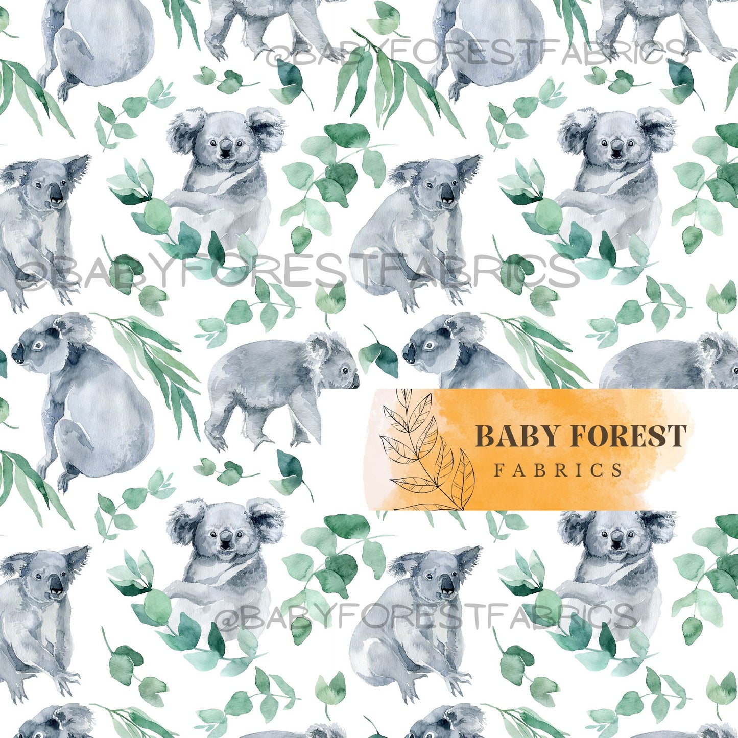 Eucalyptus koala