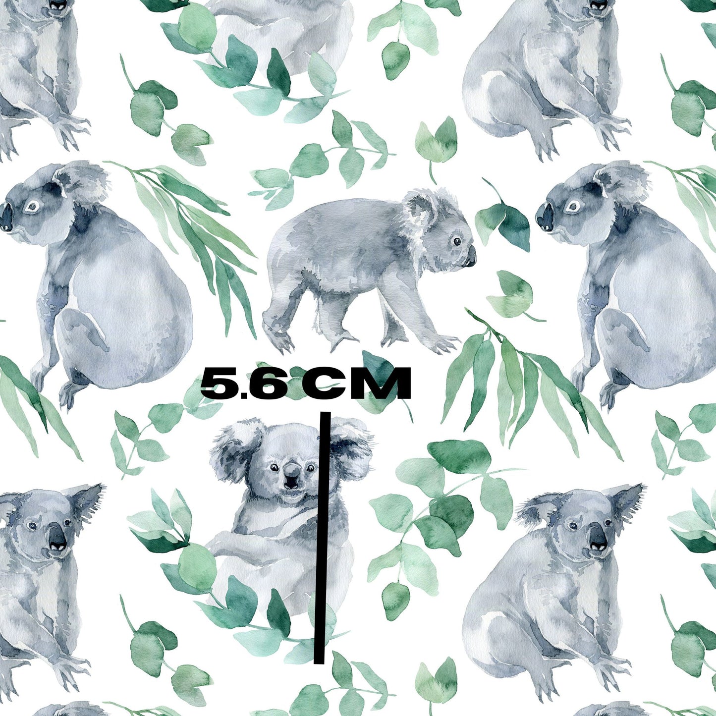 Eucalyptus koala