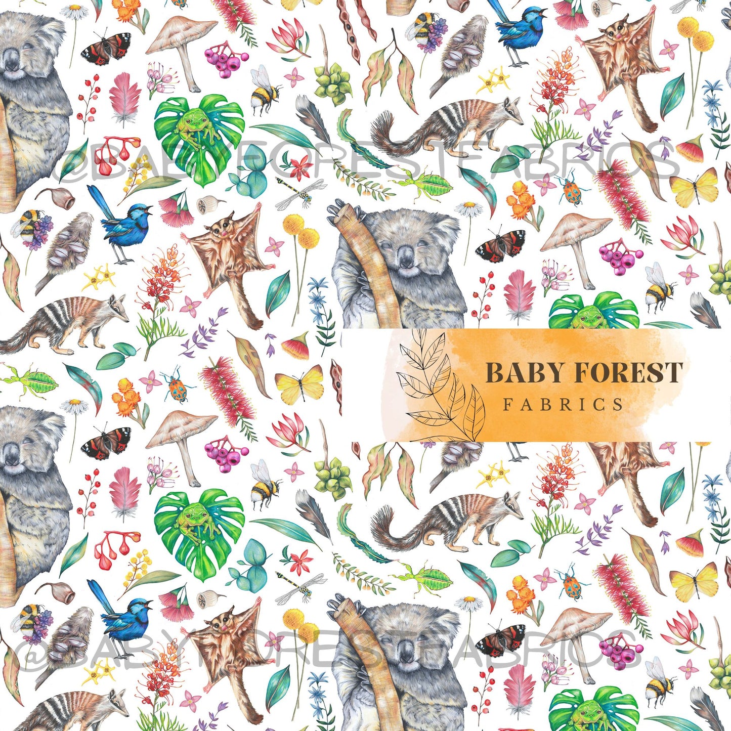 Koala Wildlife white