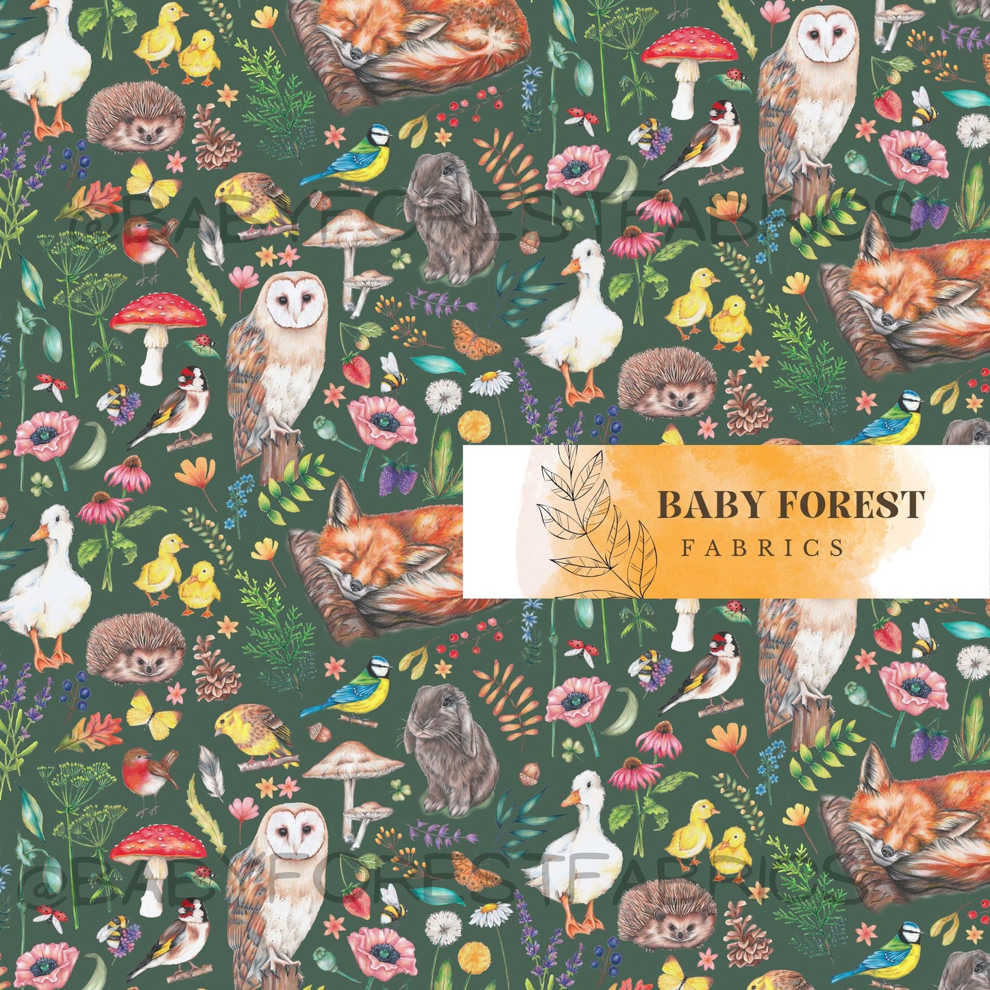 Woodland Meadow-Forest