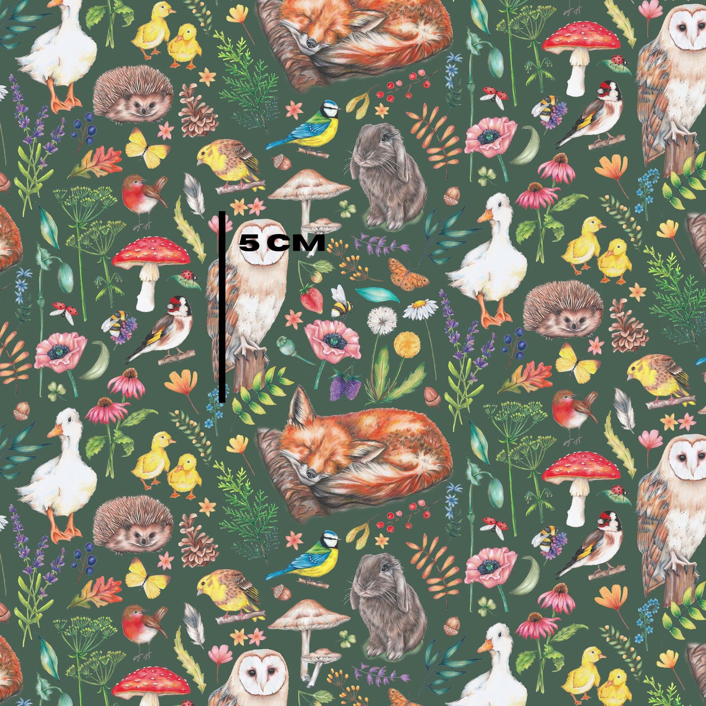 Woodland Meadow-Forest