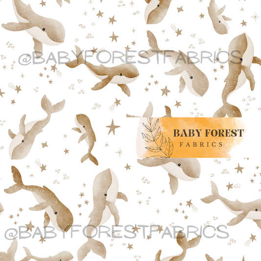 Whale stars