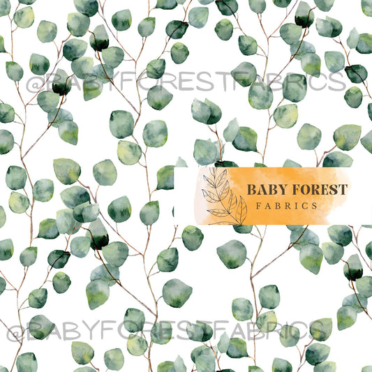 Eucalyptus round leaves