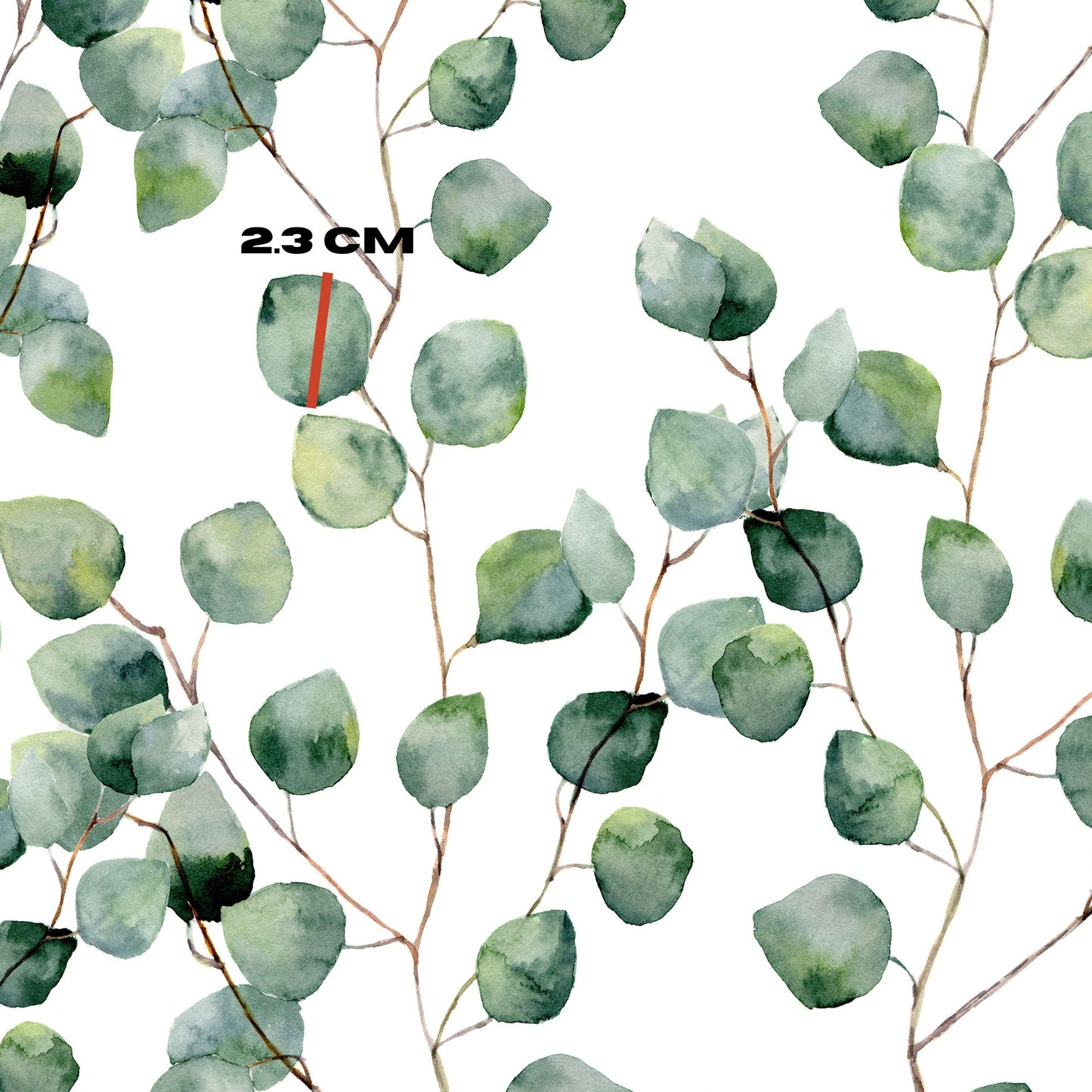 Eucalyptus round leaves
